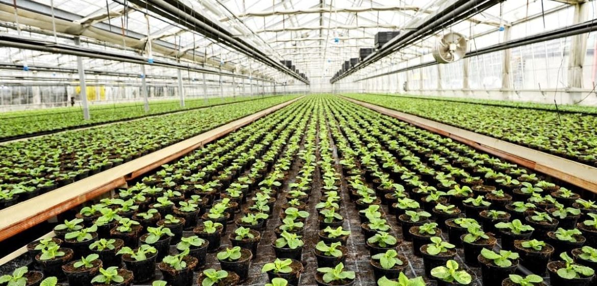 Commercial Greenhouse Market to Witness Phenomenal Growth | Certhon, WeatherPort, FarmTek