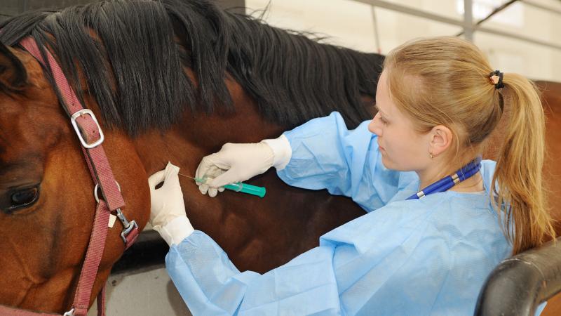 Equine Healthcare Market Is In Huge Demand | Zoetis, Nutreco, Bayer