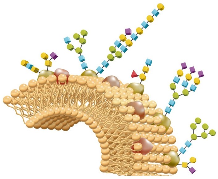 Glycomics Market Emerging Trend and Global Demand 2024 to 2031