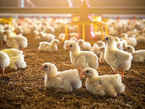 Poultry Insurance Market