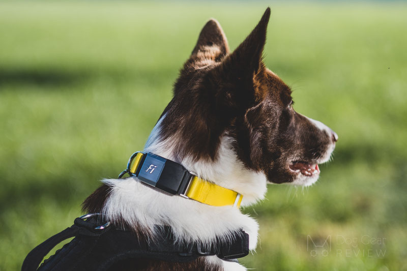 Smart Pet Collar Market: What is the Expectations Going Forward?