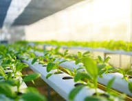 Controlled Environment Agriculture Market to See Stunning Growth |